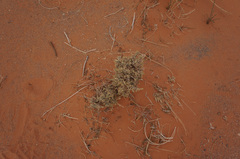 Salsola acanthoclada