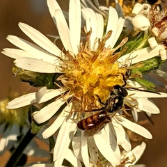 Lasioglossum zephyrus