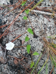 Stylisma humistrata