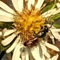 Lasioglossum zephyrus