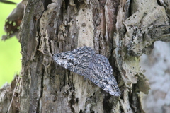 Hamadryas feronia