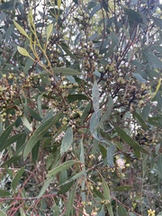 Eucalyptus albopurpurea