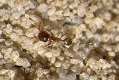 Pheidole bicarinata
