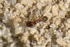 Pheidole bicarinata