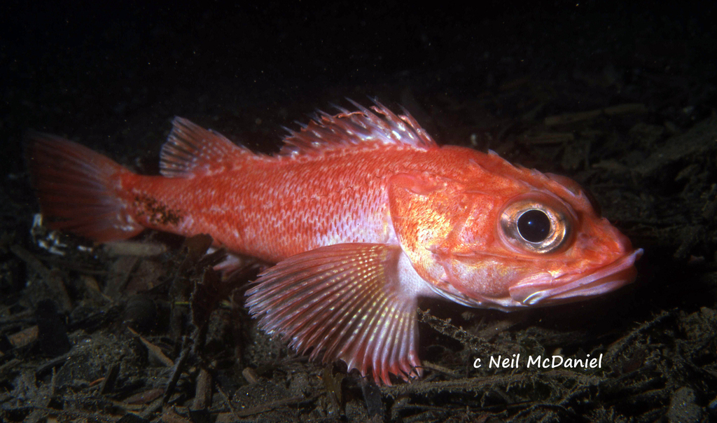 Shortspine Thornyhead