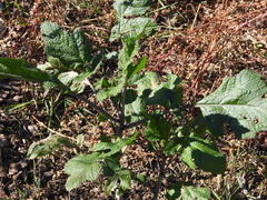 Rhamphospermum nigrum