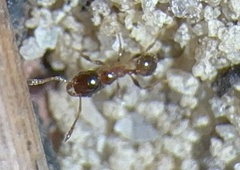 Pheidole bicarinata