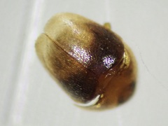 Sericoderus