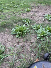 Plantago major