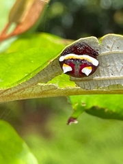 Poecilopachys australasia