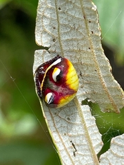Poecilopachys australasia