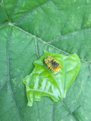 Chelymorpha cassidea