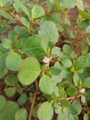 Trianthema portulacastrum