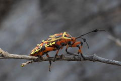 Pachylis nervosus