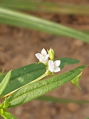 Oldenlandia corymbosa