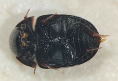 Coelostoma orbiculare