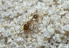 Pheidole bicarinata