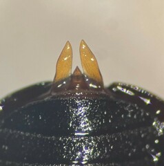 Coelostoma orbiculare