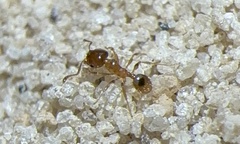Pheidole bicarinata
