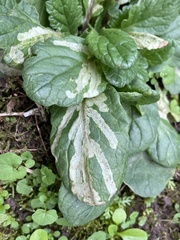 Liriomyza erucifolii