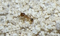 Pheidole bicarinata