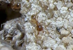 Pheidole bicarinata