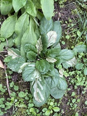 Liriomyza erucifolii