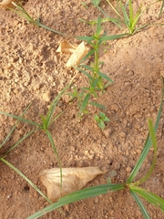 Oldenlandia corymbosa