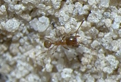Pheidole bicarinata