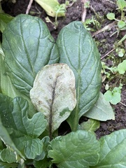 Liriomyza erucifolii