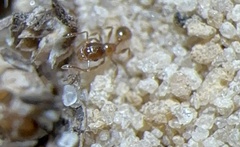 Pheidole bicarinata