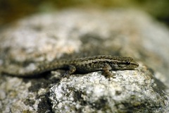Lygodactylus bernardi