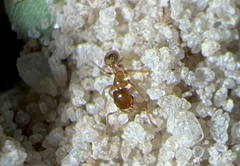 Pheidole bicarinata