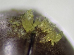 Hesperomyces virescens
