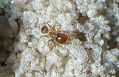 Pheidole bicarinata