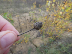 Cephalaria transsylvanica
