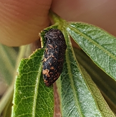 Acmaeodera ruficaudis