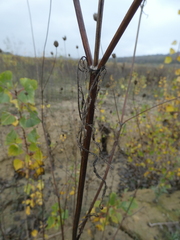 Cephalaria transsylvanica