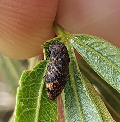 Acmaeodera ruficaudis