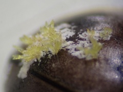 Hesperomyces virescens