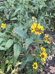 Atalopedes campestris