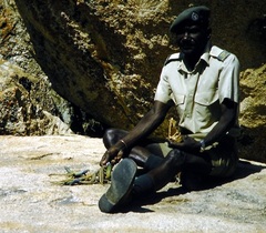 Platysaurus intermedius