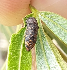 Acmaeodera ruficaudis
