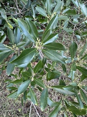 Cartrema americana