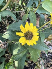 Atalopedes campestris