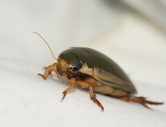 Onychohydrus scutellaris