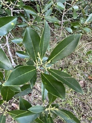 Cartrema americana