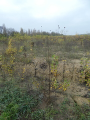 Cephalaria transsylvanica