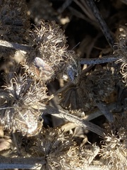 Agonoscelis puberula