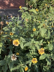 Atalopedes campestris